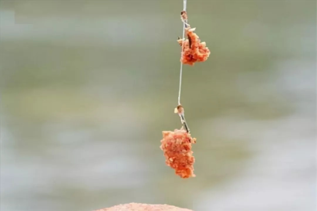 窝料|冬钓鲫鱼窝料饵料详解,怎么用才能做到连竿大板鲫