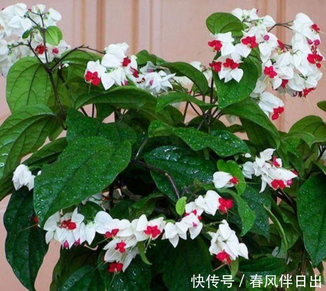 几款好养易爆盆，花香易打理，养在客厅美极了