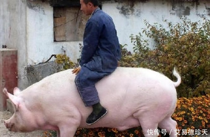 坐骑|沙雕网友提问:孙悟空也是动物,为何没人收他当坐骑?