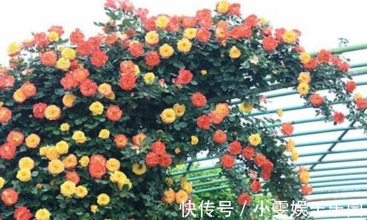 花朵|此款植物适合新手养，花期长达半年，花艳易爆盆，花朵妖绝迷人