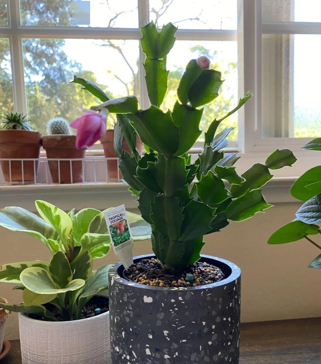 浇水量|10种花夏天一定要少浇水,否则熬不过3天就死了