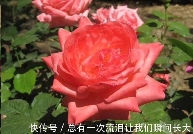 秋天6种花随便扦插都能活,生根发芽快,家里已经没空花盆啦