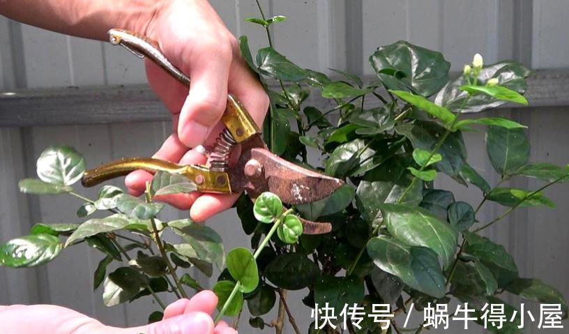 修枝|养花什么时候动手修枝好?遇上这3种情况,早下手早受益