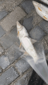 |搞笑GIF:放假送奶奶家,接回来破洞裤不见了