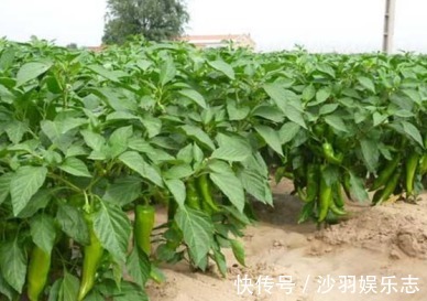 想要尖椒高产量必学尖椒的种植要点,后期管理也是关键