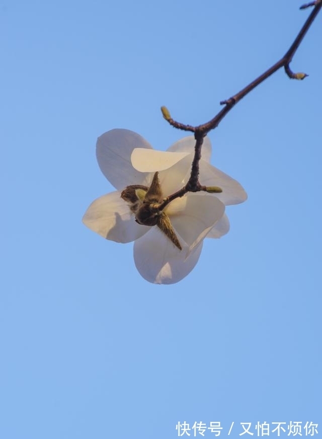 幸福|桃运入命，好运相伴，姻缘顺利，真心相恋，余生幸福美满