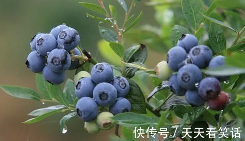 高血压患者|查出高血压还担心？每天吃此几样食物，血压“十拿九稳”胜吃药