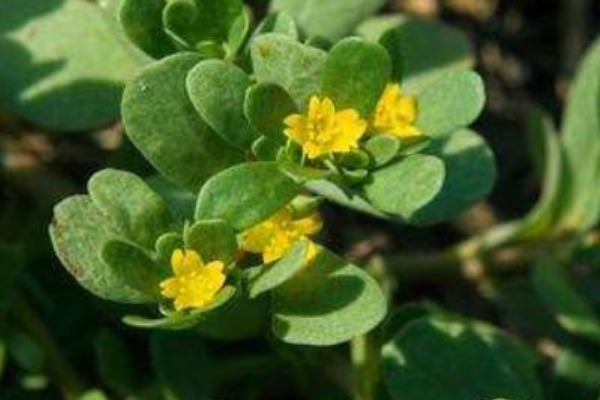 头发|爱吃马齿苋的人有福了,加白酒泡一泡,白发变黑发,还有许多好处