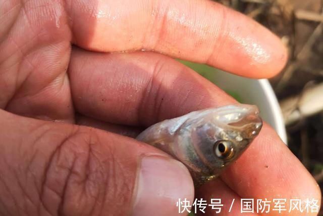 河里钓了条鱼,外观像白条鱼,嘴型像马口鱼,求鉴定,这是什么鱼