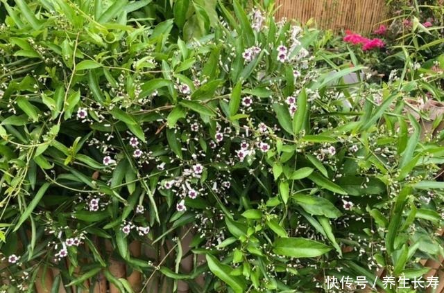 有些花名字太奇葩，叫出口太尴尬，开花却很美！