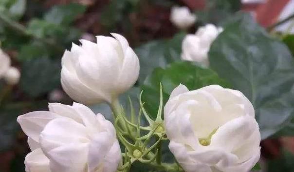 夏养茉莉花，记住“3个”要领，叶绿花多，一开就三个月