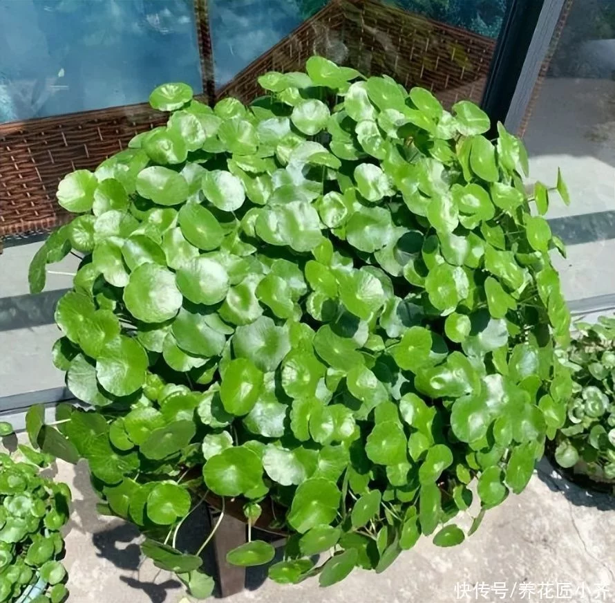 天下风物——《10种“流氓花”，养它的都“后悔”了，一棵就泛滥，铲都铲不完》风光题照