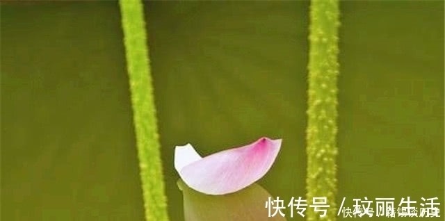 杨万里@秋日读诗:荷花落片自成船,看他走遍水中天