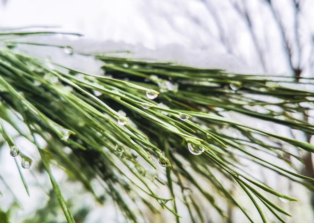 瑞雪迎春到|视觉齐鲁 |瑞雪迎春到\＂,\＂i1\＂:\＂视觉齐鲁