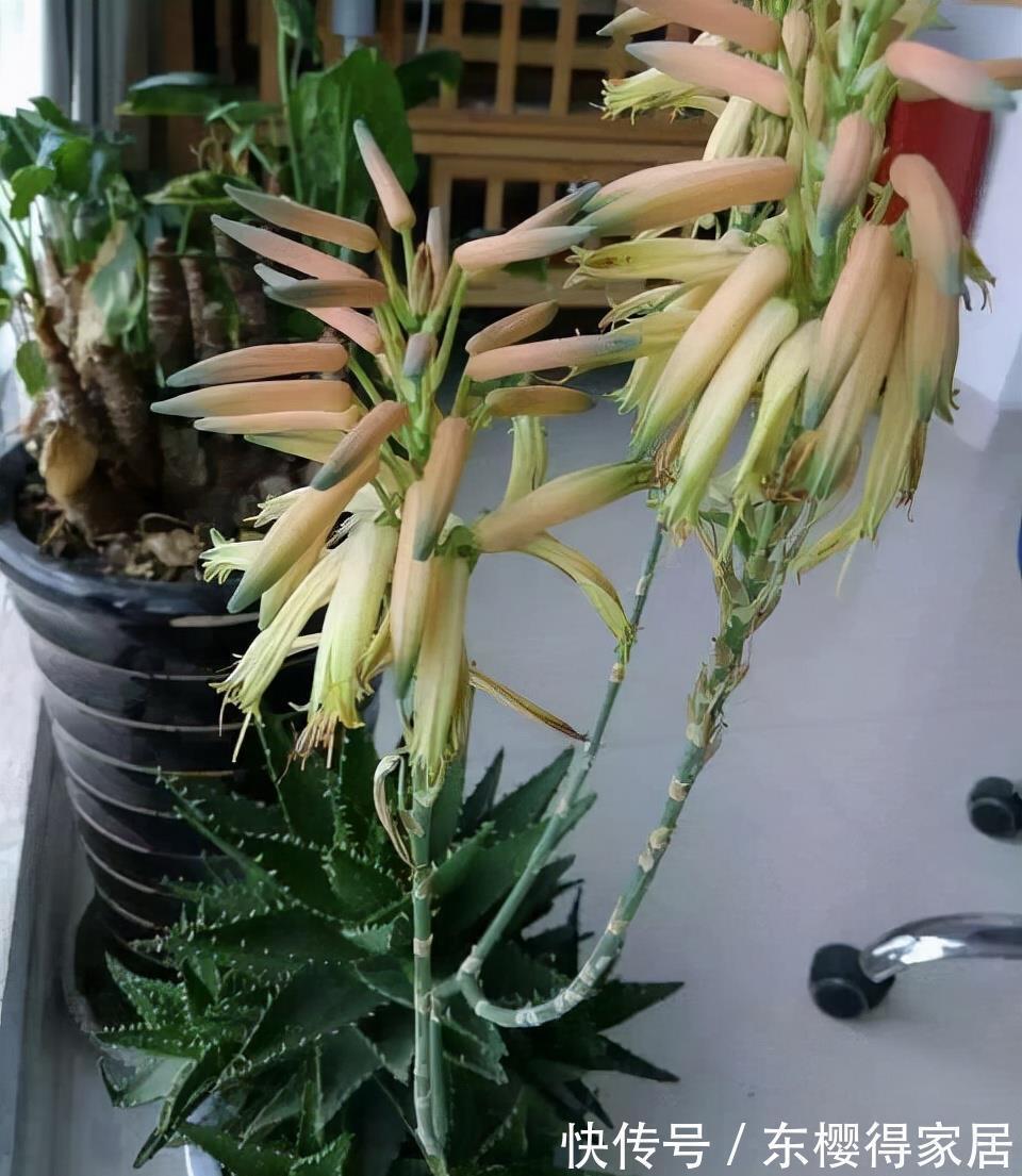 浇水|秋天养芦荟,4个小技巧,花箭一米高,冒芽20多,又壮又肥