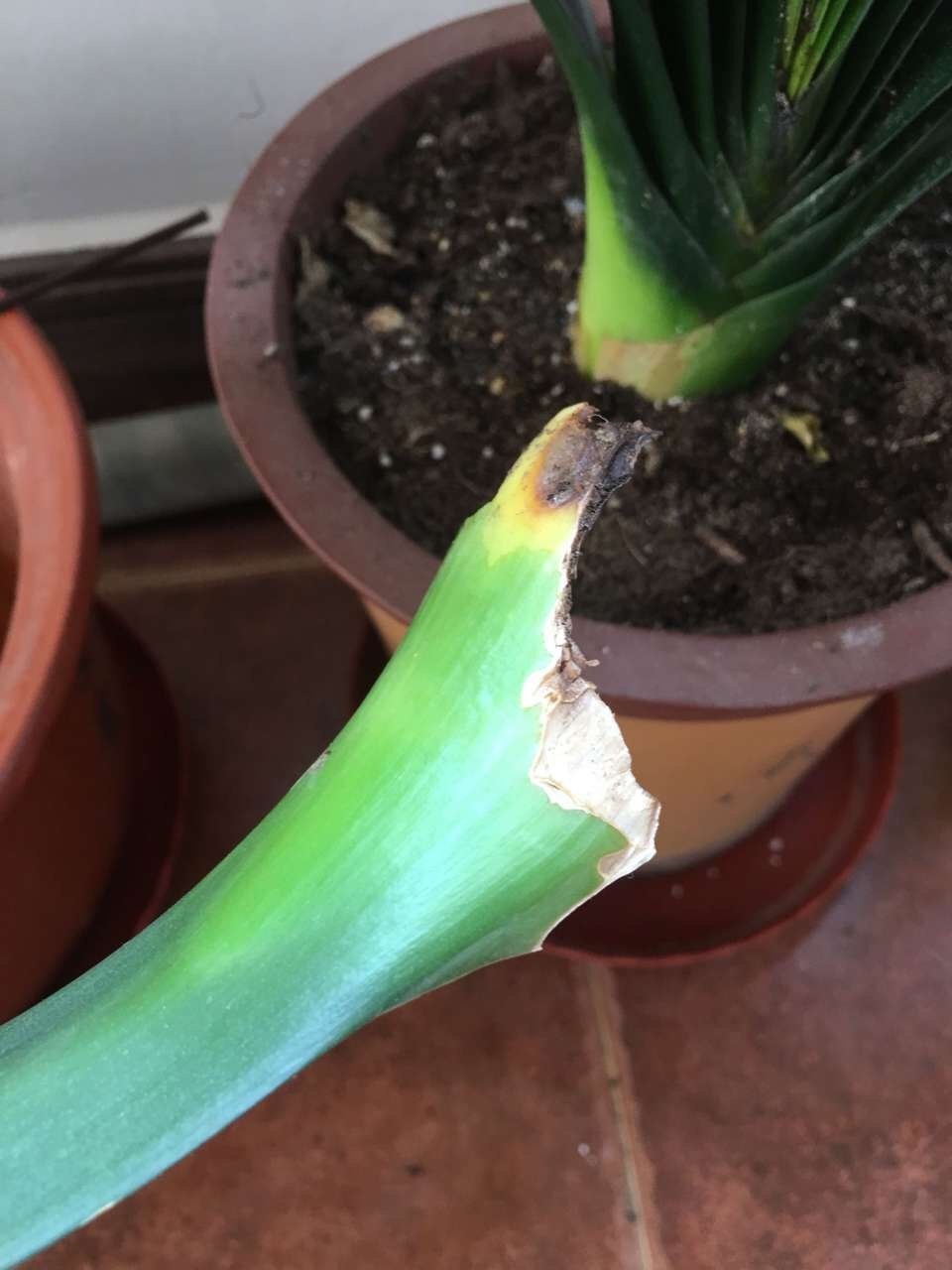 蹭蹭|君子兰吃点“大补肥”,蹭蹭直冒“网格叶”,根系就像大白菜