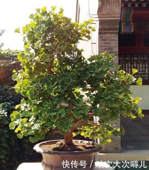 家里有这10种花，多修剪少浇水，能养成高价盆景