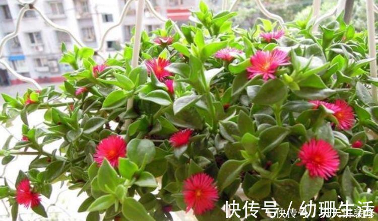 牡丹吊兰|养花就养4种花，家里养一盆，甲醛、二手烟全跑光！