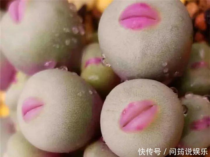 鸾凤玉|今年最火的奇葩多肉,价格这么贵,还有人抢着买!