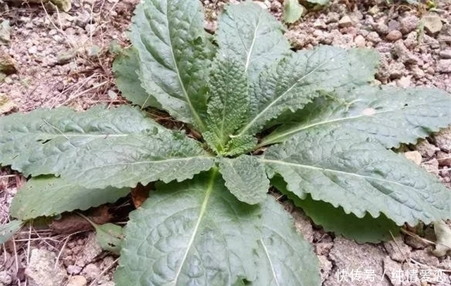 蟾蜍草|農(nóng)村這個(gè)草,葉子看起來(lái)坑坑洼洼,它的價(jià)值珍貴
