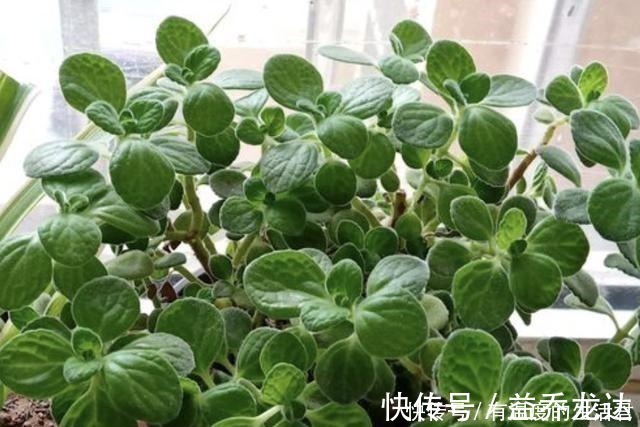 客厅异味重不用喷香水，放上“1种花”，一整年有“香气”，值！