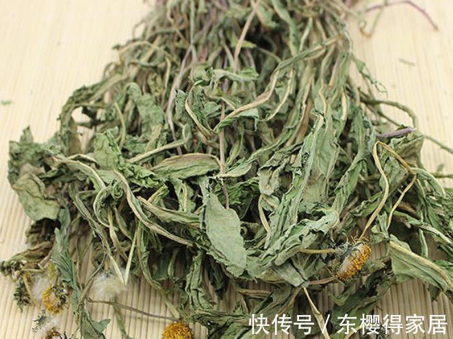 冬病夏治|蒲公英泡水喝只能败火?要是有这些病症也能用蒲公英来缓解