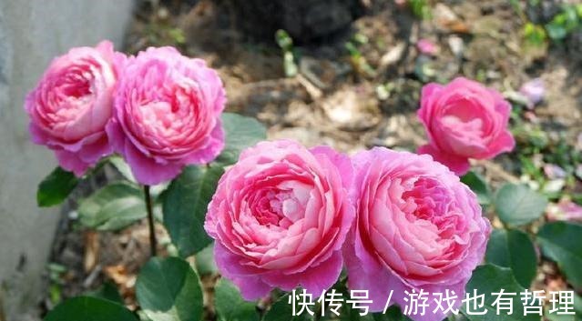 花朵|30个浓香月季品种,你喜欢哪一种养一棵满院飘香!