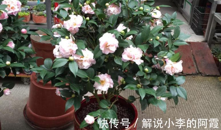 花友们|现在入手茶花,该怎么打理盆栽,让植株春节前后花开正盛?
