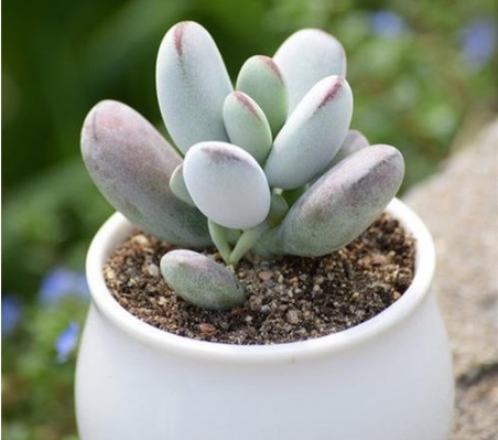 夏天养4款“景天多肉”,便宜好养,花苞红彤彤,呼呼窜成肉瀑布