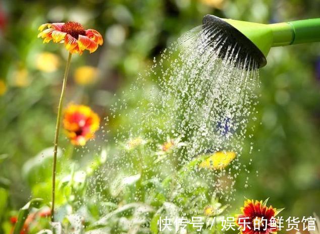 盆栽|夏天里这5种花,爱喝水是大水桶,每天浇水才能枝叶翠绿长势旺