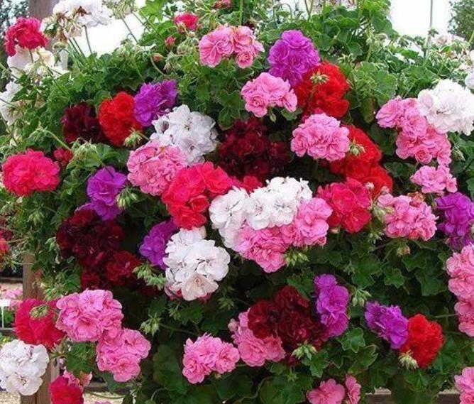 夏天养此款花卉，直接变成小花园，美丽鲜花，花开不断！