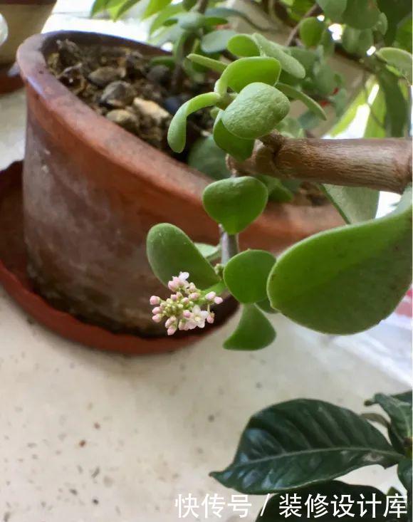 假花|金枝玉叶开花了，真花长这样，很多人没见过，花开养成小老桩