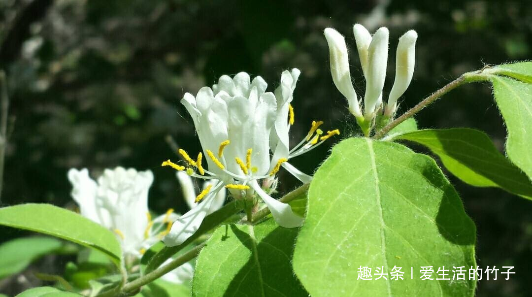 金银花和山银花的区别，认识一下，根据需要，可以区分就好