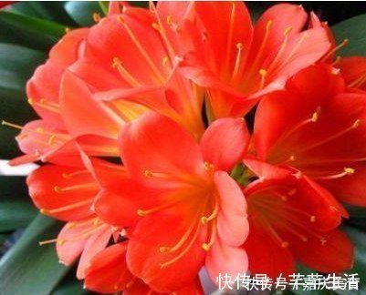 维生素c|养君子兰根本不要经验,只需在盆里倒入“2粒药”,年年都开花