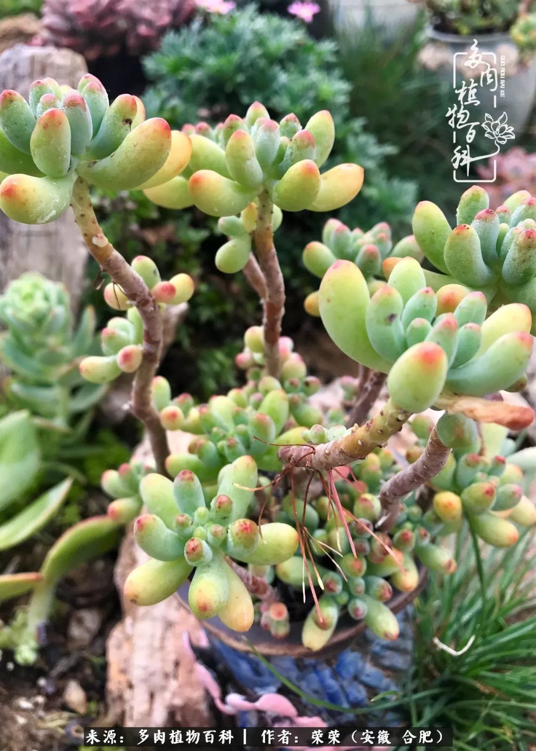 金秋时节,变化带来的惊喜不正是养肉的乐趣所在么!