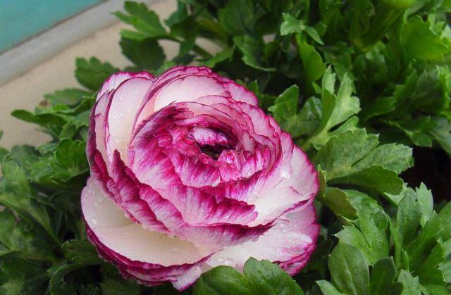 养花就养盆量大的,开花漂亮颜色鲜艳,家里养一盆,养出一片花海