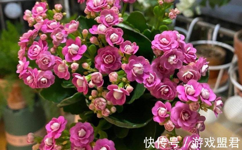 阳台上|从这4个层面入手管理长寿花，盆栽不易生病虫害，反而开花爆盆