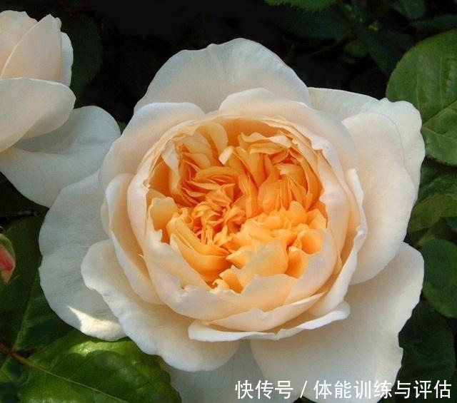 如何让月季弱苗在春天满血复活让你的月季抓住春风长成壮苗吧！