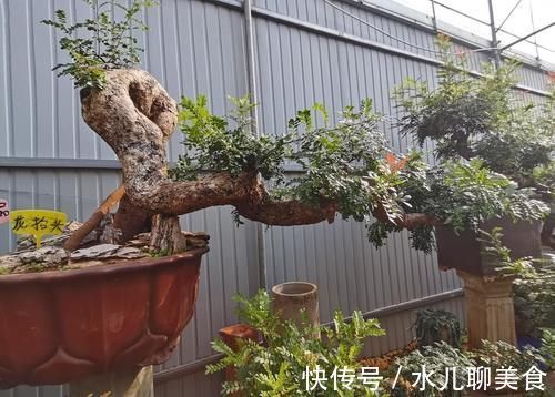 养桩不光要养活,枝条长粗才重要,6个技巧要掌握好,施肥长得快