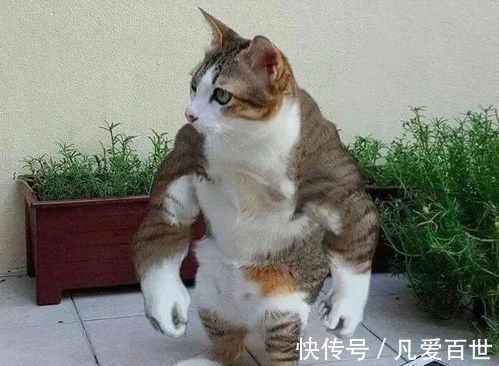 |搞笑动图:上一秒很帅,下一秒很疼!