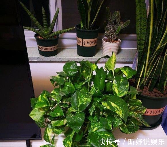 导致|绿萝突然蔫掉了!暖气导致的,想要绿萝不蔫,坚持每天浇水