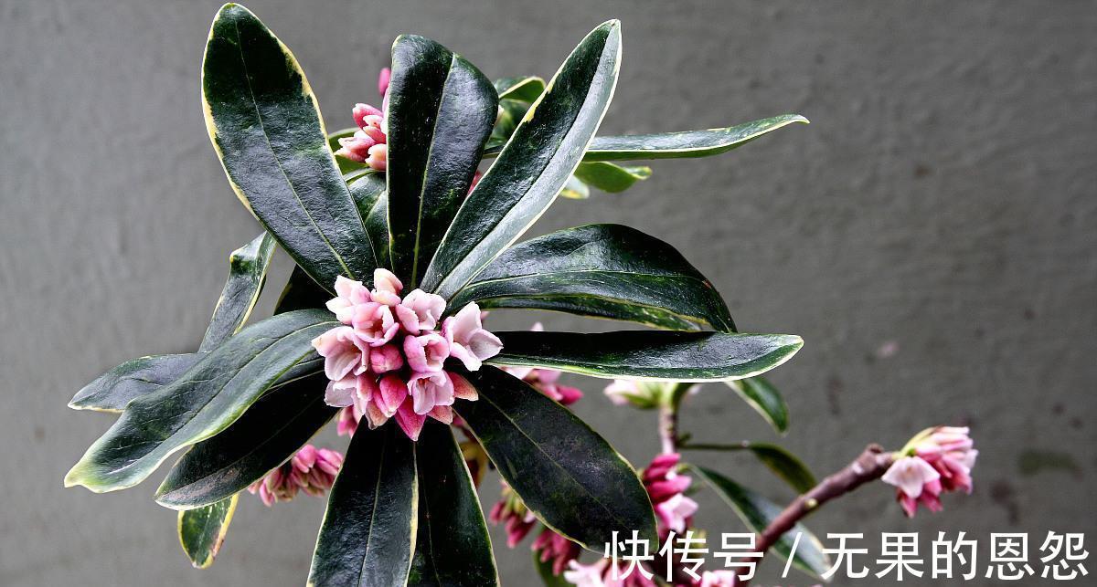三角梅|进入秋天,10种花很喜欢磷酸二氢钾,早点喂饱,好处多多