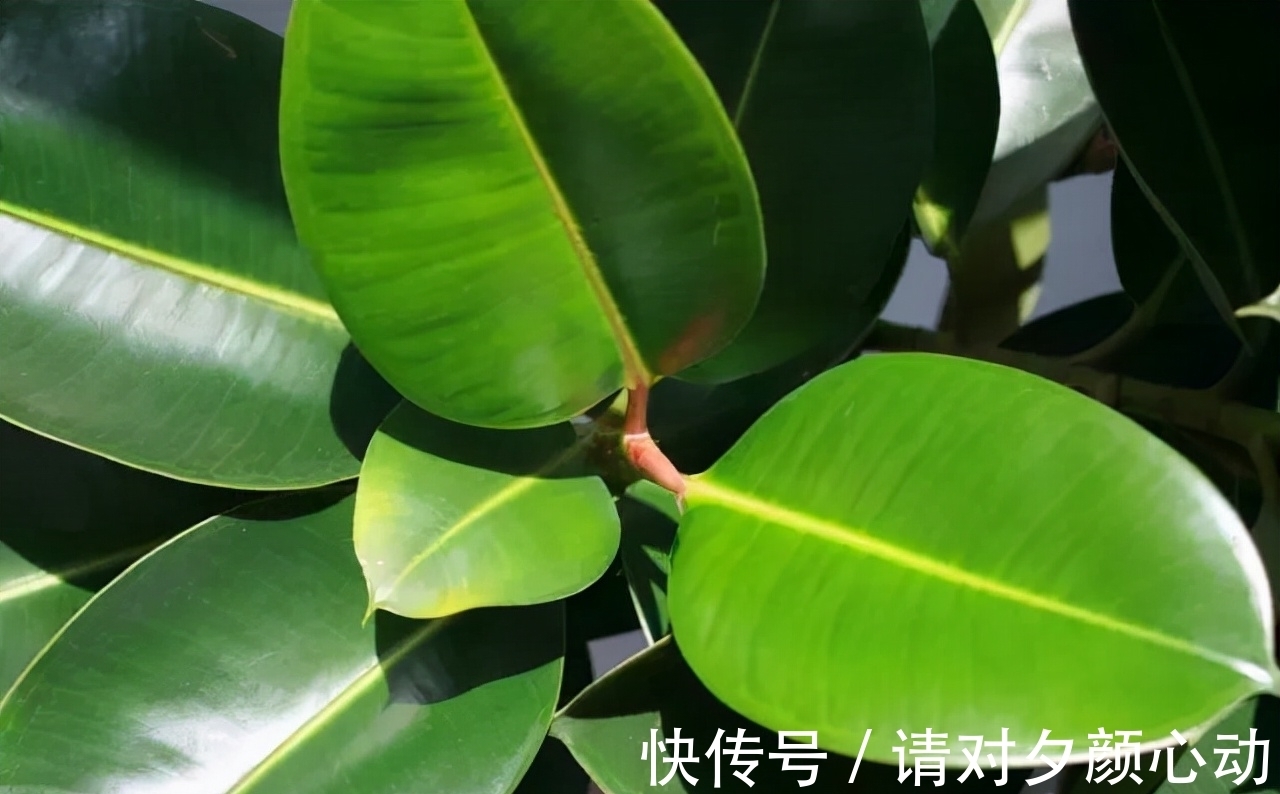 9种养不死的花,绿萝只能排最后,再养不活就剁手吧