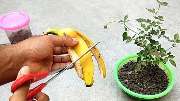 养花人都会的妙招:将它们变废为宝,既省钱又实用