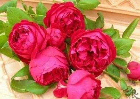 喜欢菊花，不如养盆“精品玫瑰”红色伊甸园，开花爆盆，花比叶多