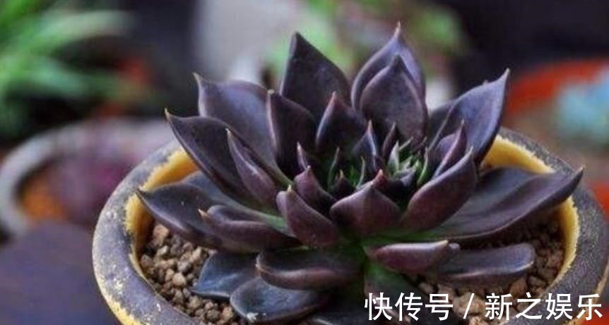 秋天养一盆多肉黑王子,机制状态下霸气侧漏,谁见了都夸大气