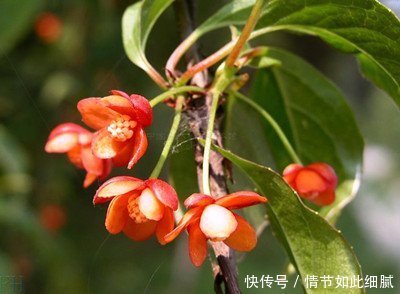 一把五味子，养生大功效7大顶级妙用，有病祛病，无病强身