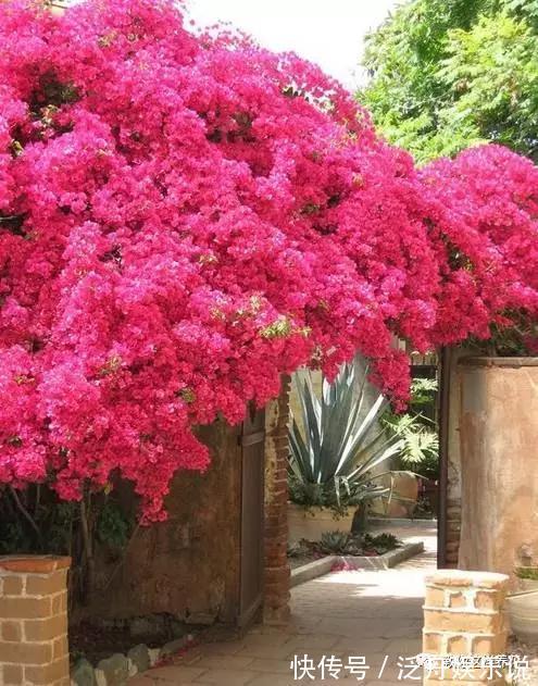 托盘|3种花太贵,别再买了,剪几个枝就能扦插几十盆!