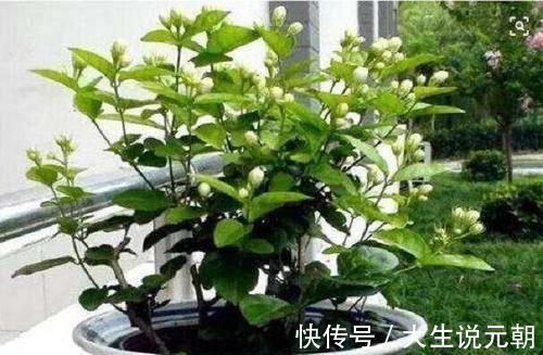 繁衍|种植的茉莉花如何安全越冬，技巧很重要，韭兰什么时候分株好呢