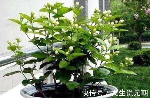 种植的茉莉花如何安全越冬,技巧很重要,韭兰什么时候分株好呢